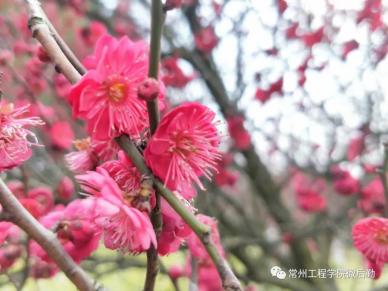 常州工程校园一景-9.webp.jpg
