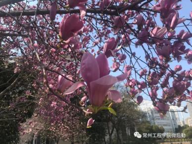 常州工程校园一景-15.webp.jpg