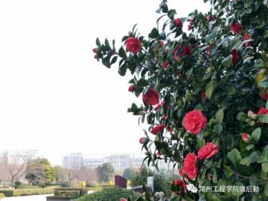 常州工程校园一景-12.webp.jpg
